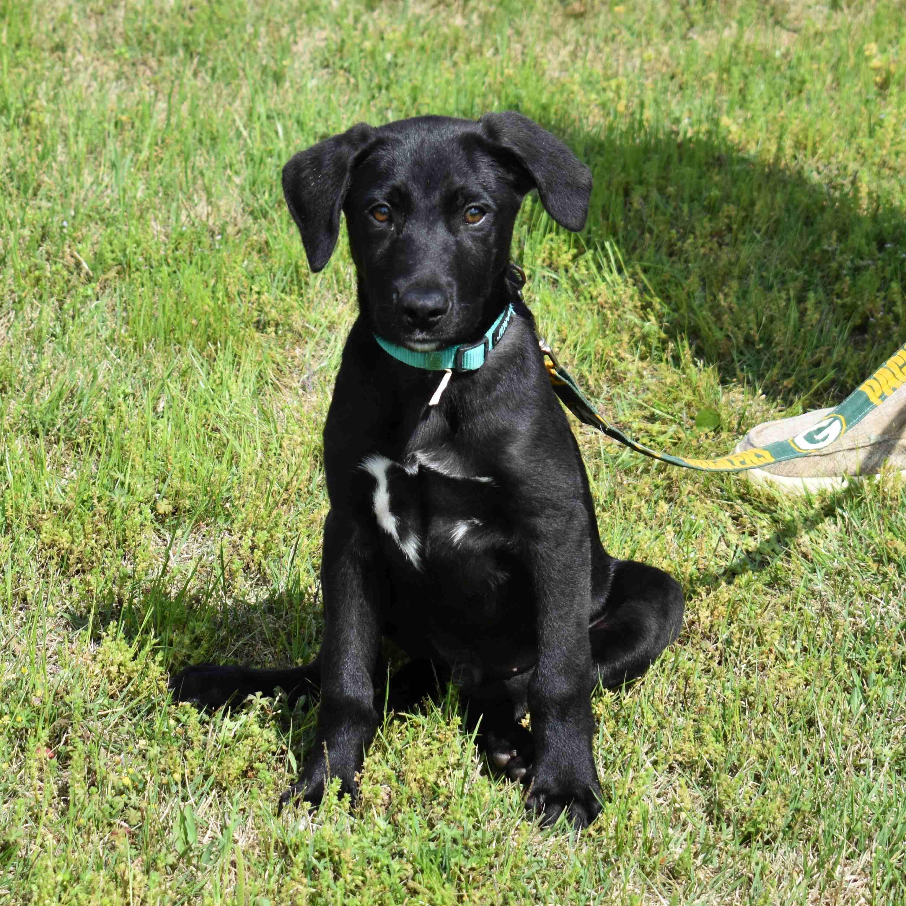 Ringo, an adopted mixed breed in Searcy, AR image 5/6