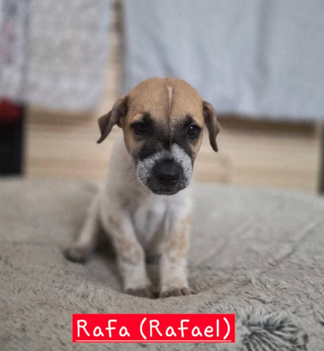 Enlarge Rafa, a Adoptable mixed breed in Gainesville, VA image 2/6