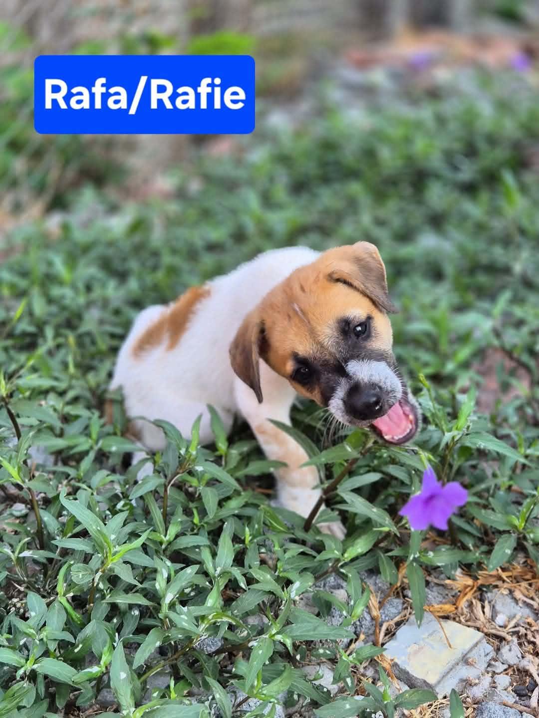 Rafa, Adoptable, Puppy Male Cattle Dog & Shepherd.