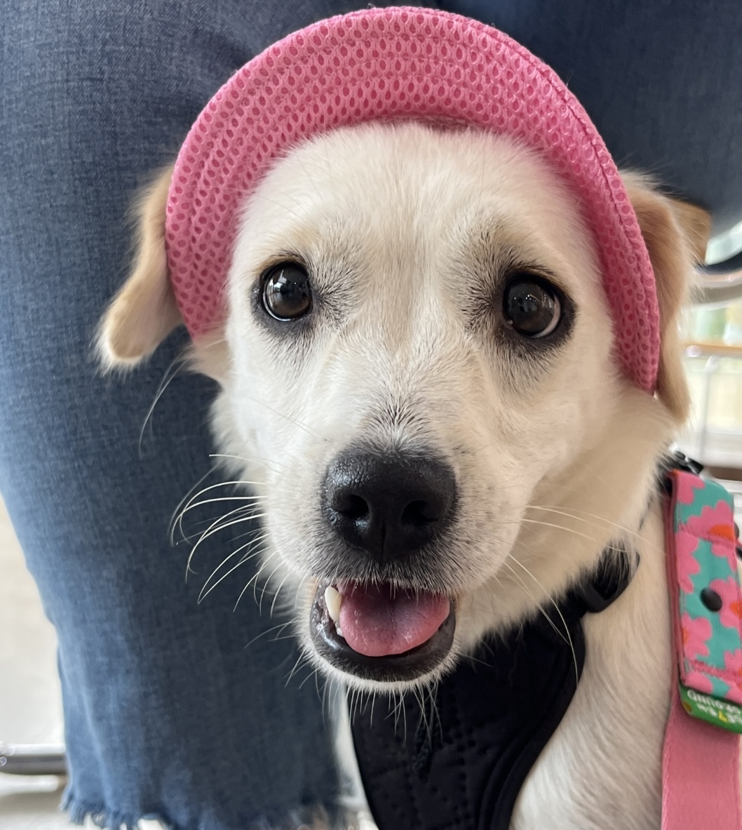 Mellie, a Adopted mixed breed in La Mirada, CA image 2/4