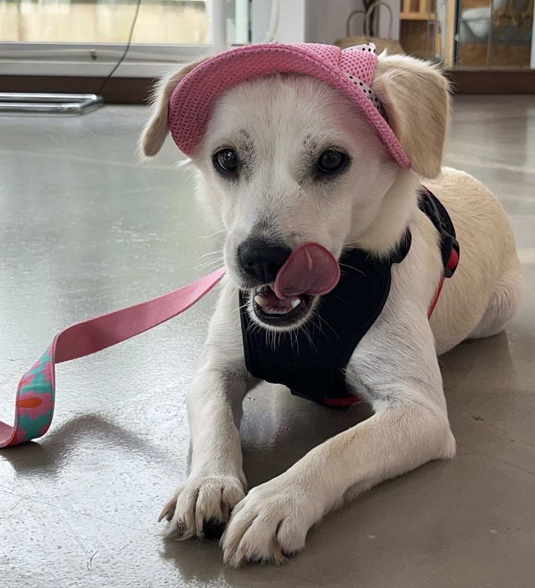 Mellie, Adopted, Young Female Labrador Retriever & Beagle.