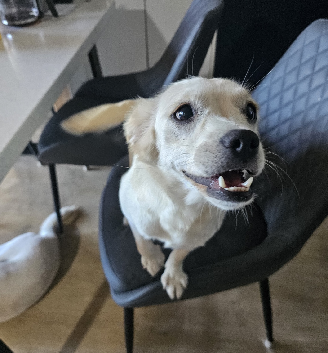 Mellie, a Adopted mixed breed in La Mirada, CA image 3/4