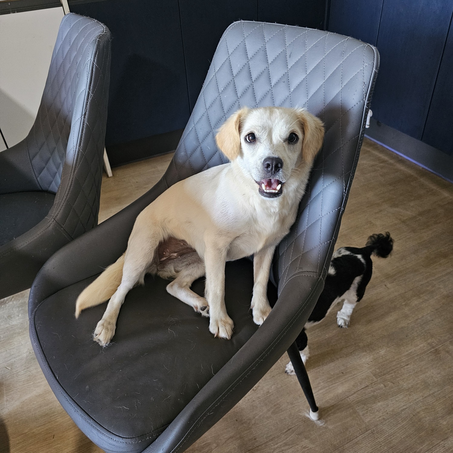 Mellie, a Adopted mixed breed in La Mirada, CA image 4/4