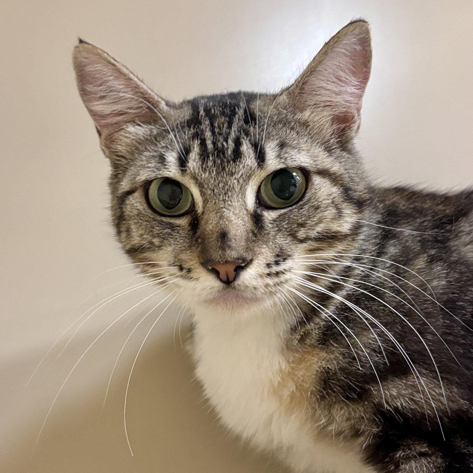 Enlarge Midori, a Adoptable Domestic Short Hair in Sonora, CA image 1/1