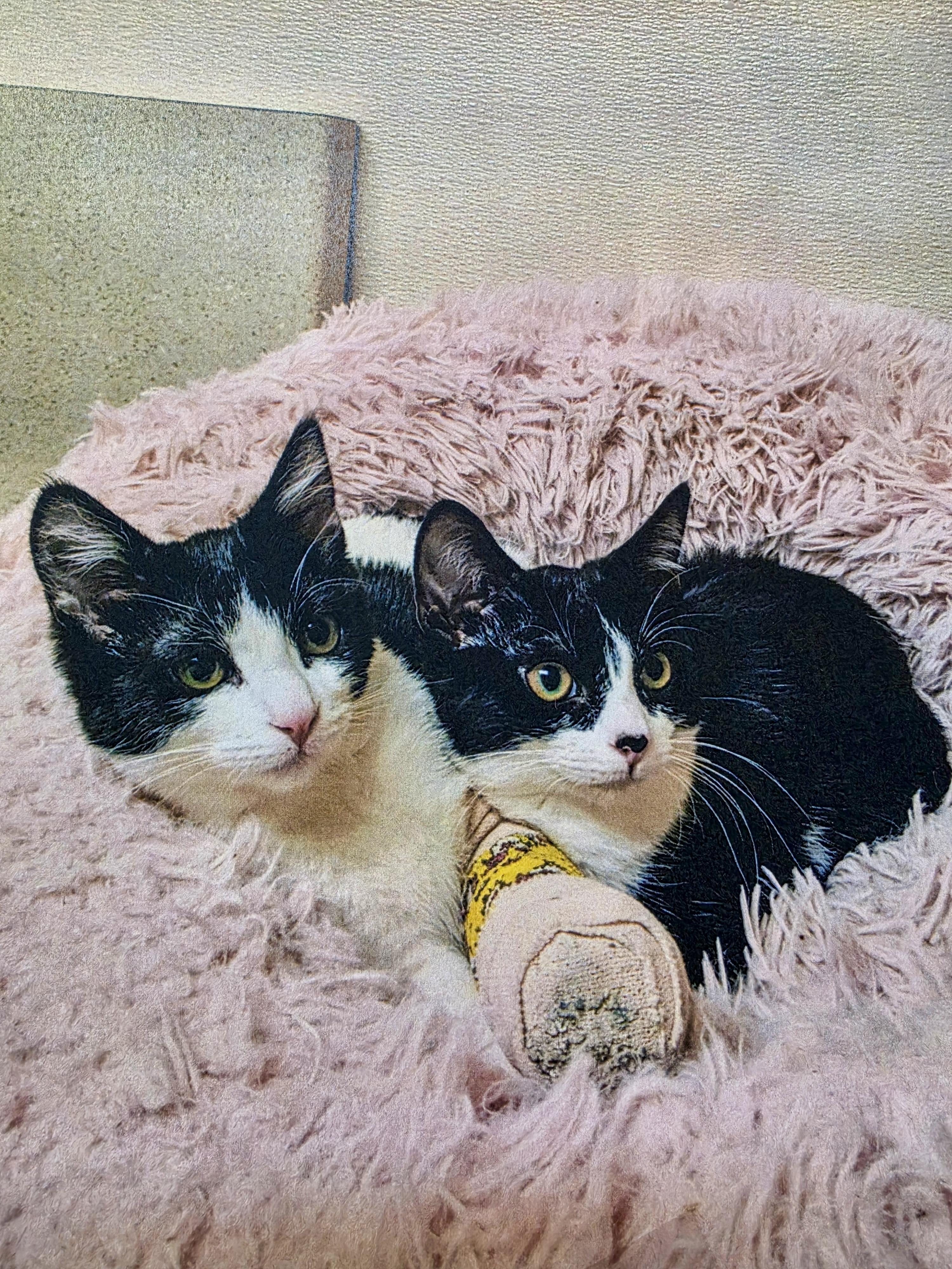 Rocket and Pandy, Adoptable, Young Female Domestic Short Hair.