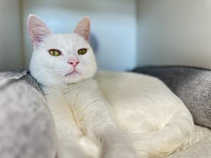 Alfredo, Adoptable, Adult Male Domestic Short Hair & Domestic Short Hair.