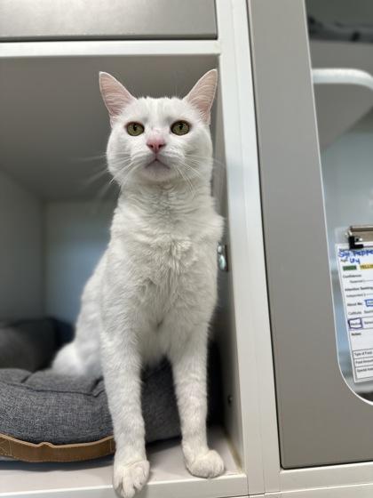 Enlarge Alfredo, a Adoptable mixed breed in Traverse City, MI image 2/3