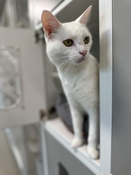 Enlarge Alfredo, a Adoptable mixed breed in Traverse City, MI image 3/3