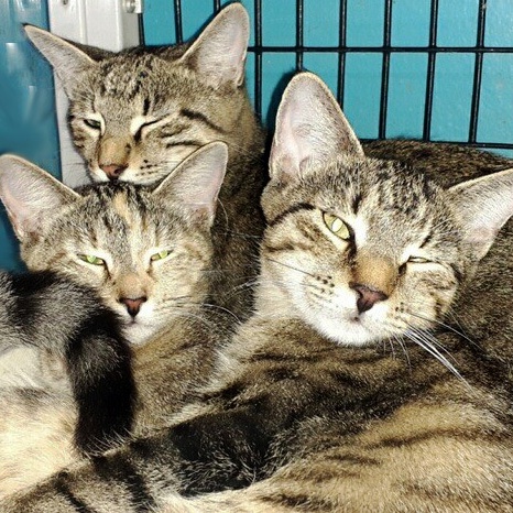 Enlarge Jesse, Josie and Sophia, a Adoptable Domestic Short Hair in Deerfield Beach, FL image 8/12