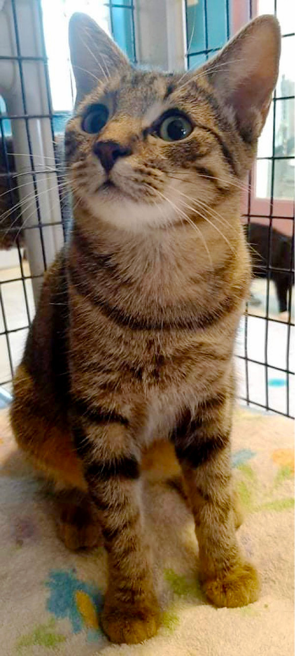 Enlarge Jesse, Josie and Sophia, a Adoptable Domestic Short Hair in Deerfield Beach, FL image 9/12