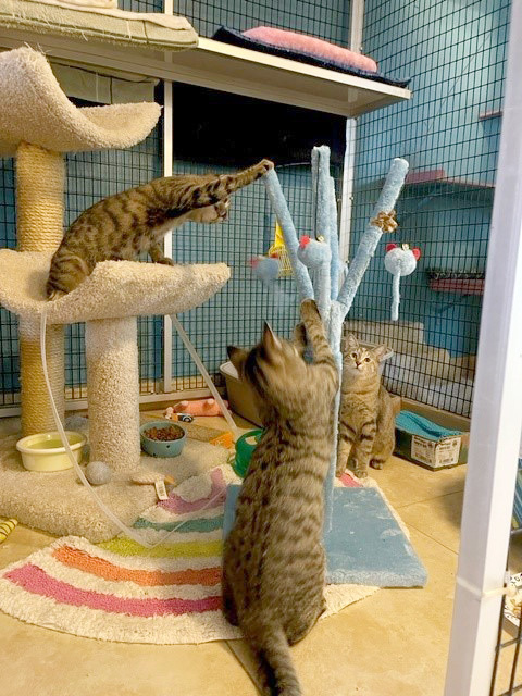 Jesse, Josie and Sophia, a Adoptable Domestic Short Hair in Deerfield Beach, FL image 1/12