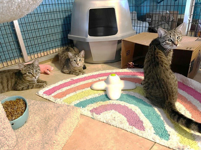 Enlarge Jesse, Josie and Sophia, a Adoptable Domestic Short Hair in Deerfield Beach, FL image 10/12