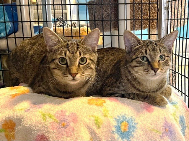 Enlarge Jesse, Josie and Sophia, a Adoptable Domestic Short Hair in Deerfield Beach, FL image 11/12