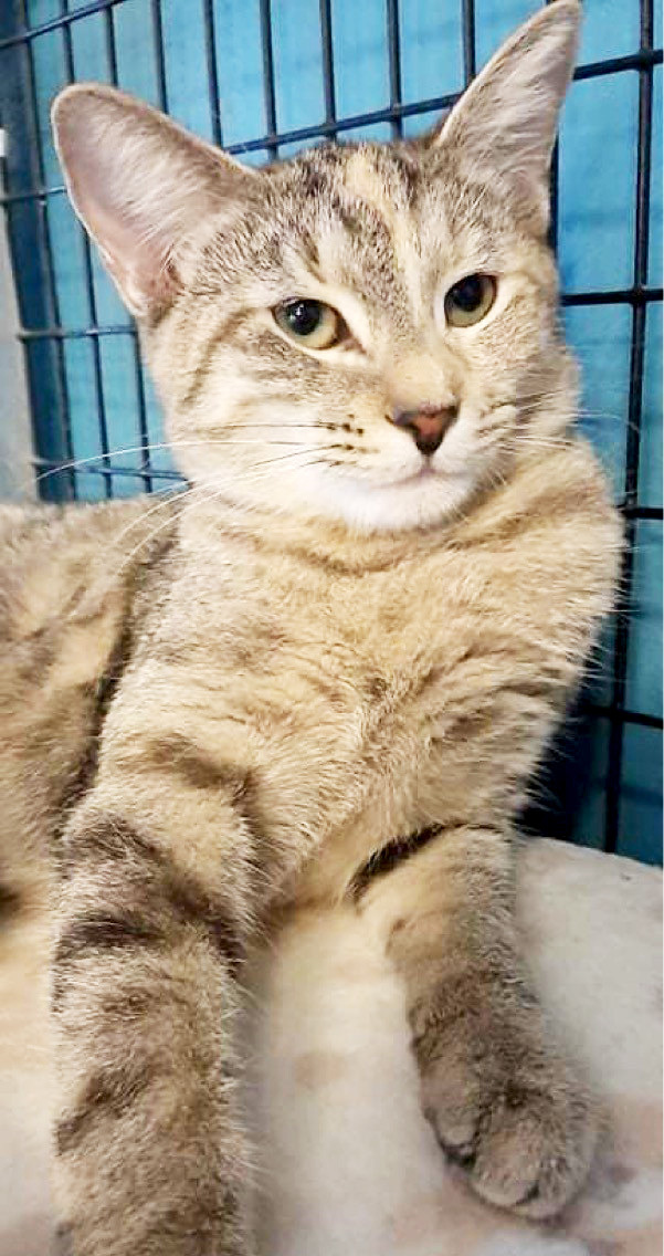 Enlarge Jesse, Josie and Sophia, a Adoptable Domestic Short Hair in Deerfield Beach, FL image 12/12