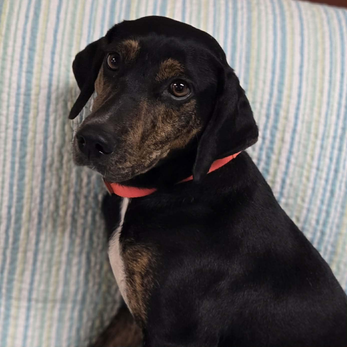 Enlarge Fiona , an adoptable mixed breed in Chardon, OH image 4/6