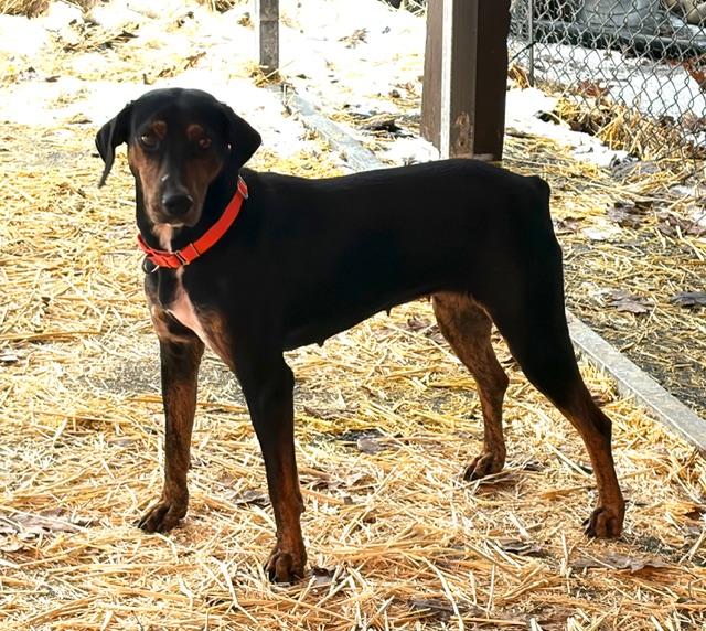 Enlarge Fiona , an adoptable mixed breed in Chardon, OH image 6/6
