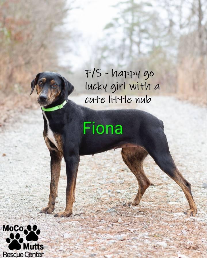 Fiona - arriving 1/4/26, ADOPTABLE, Puppy Female Hound & Doberman Pinscher.