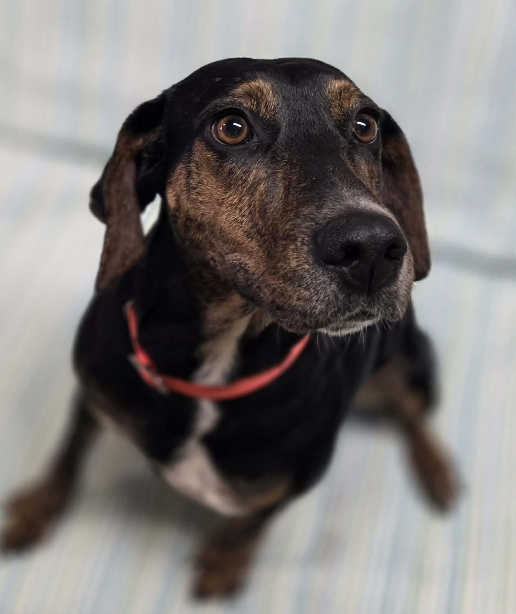 Enlarge Fiona , an adoptable mixed breed in Chardon, OH image 5/6