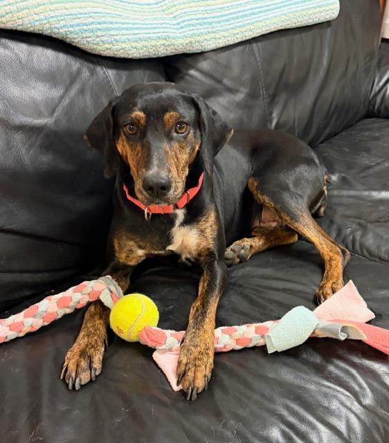 Enlarge Fiona , an adoptable mixed breed in Chardon, OH image 1/6