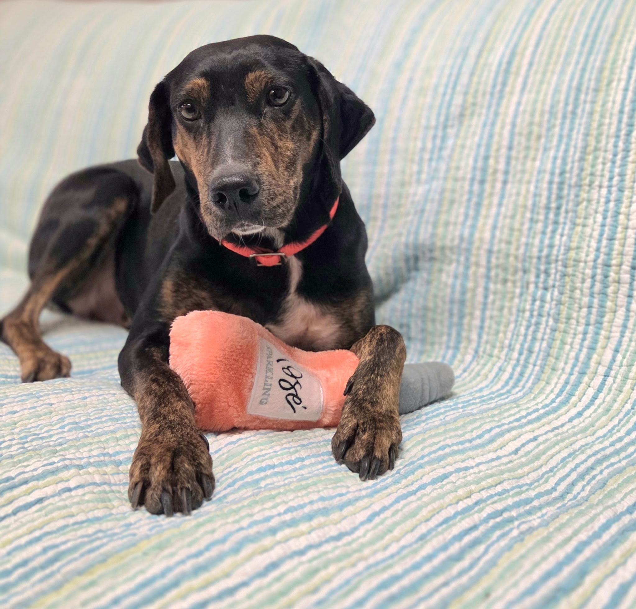 Enlarge Fiona , an adoptable mixed breed in Chardon, OH image 2/6