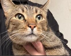 Winter Storm, adopted, Adult Female Domestic Short Hair.