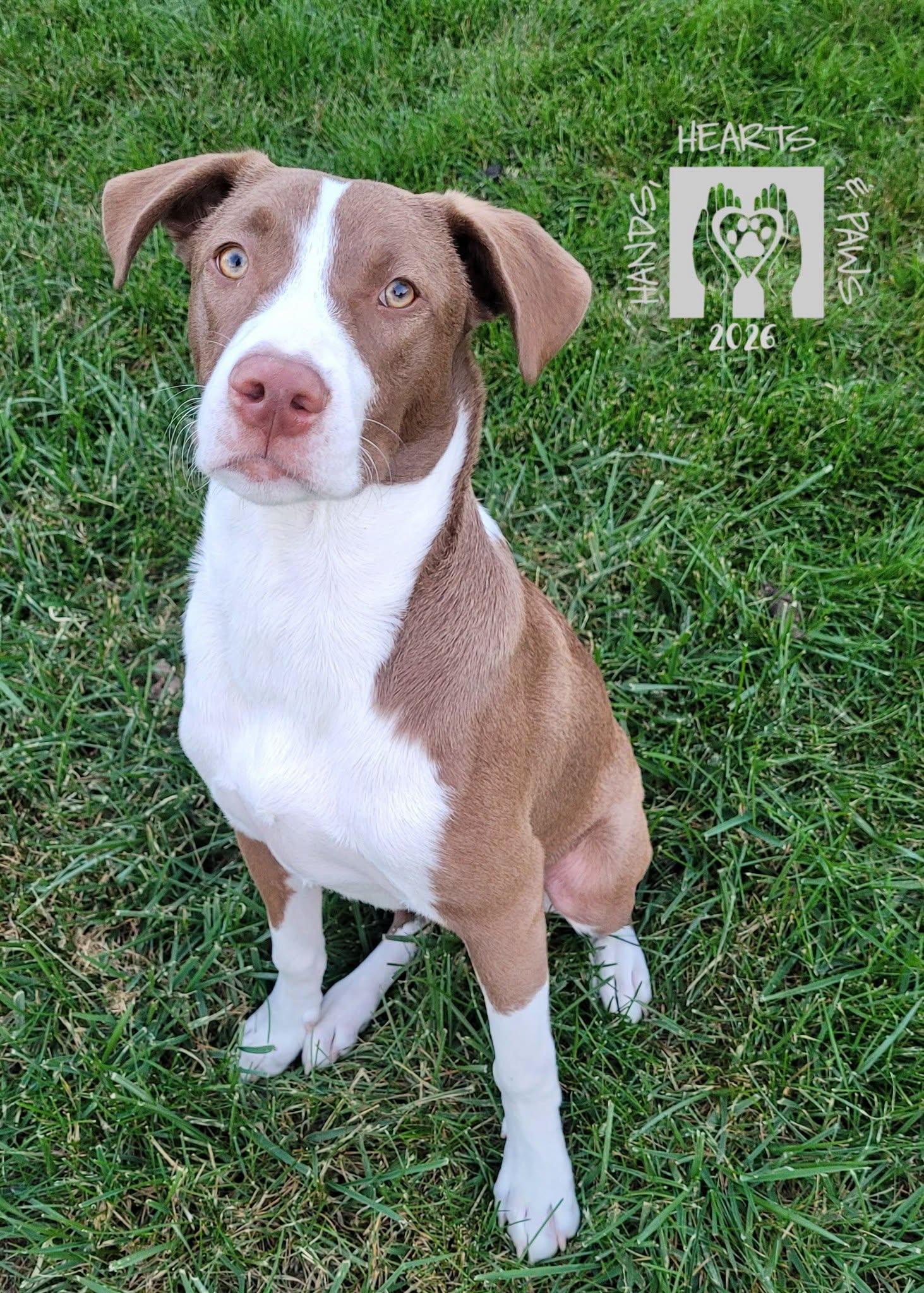 Enlarge Smalls, a Adoptable mixed breed in Omaha, NE image 6/6