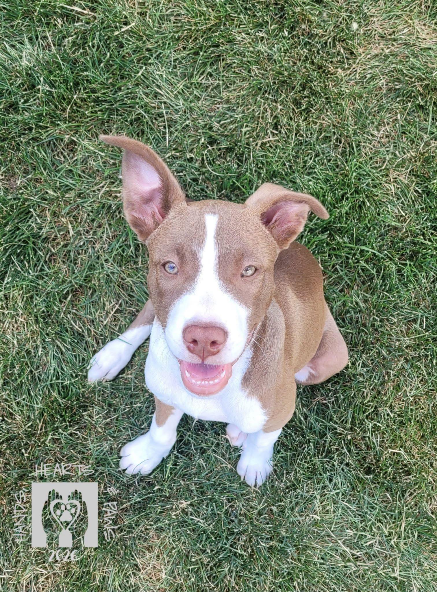 Smalls, ADOPTABLE, Puppy Male American Staffordshire Terrier & Husky.