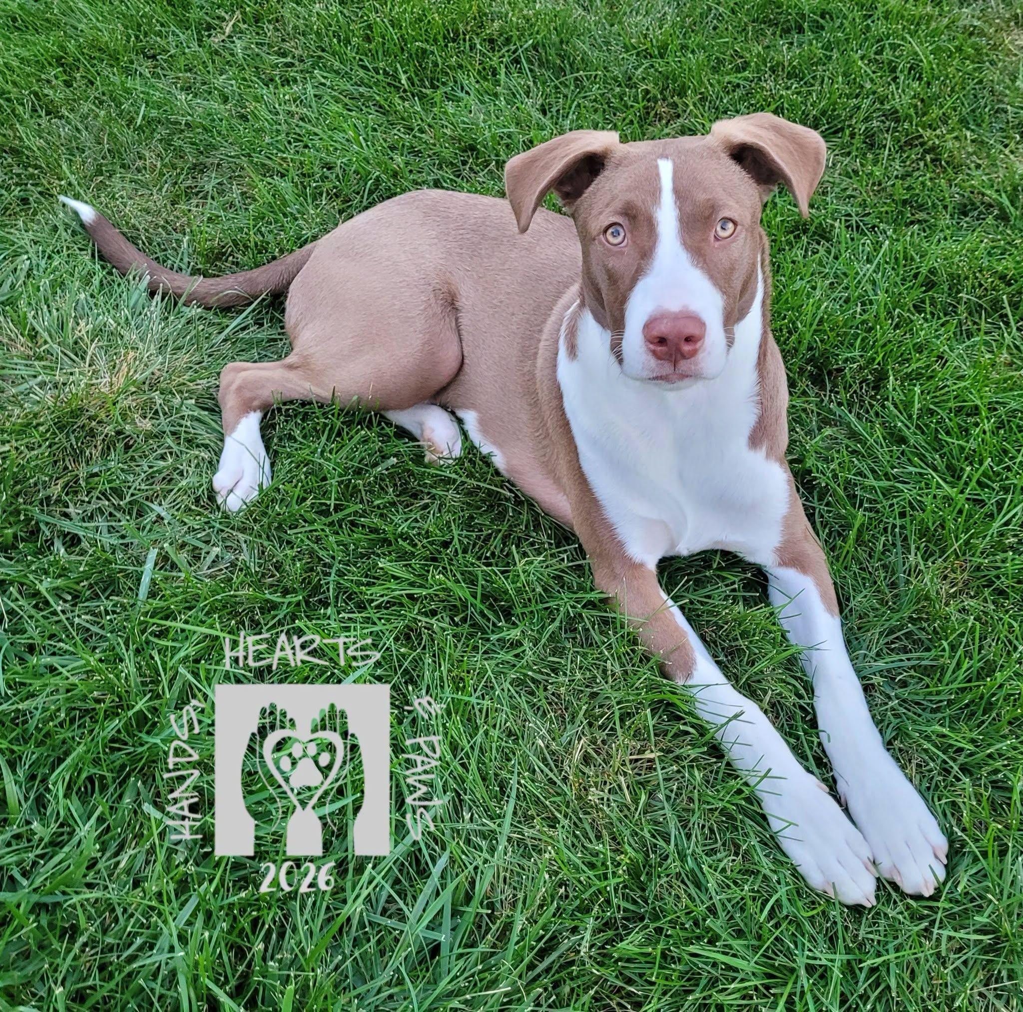 Enlarge Smalls, a Adoptable mixed breed in Omaha, NE image 5/6