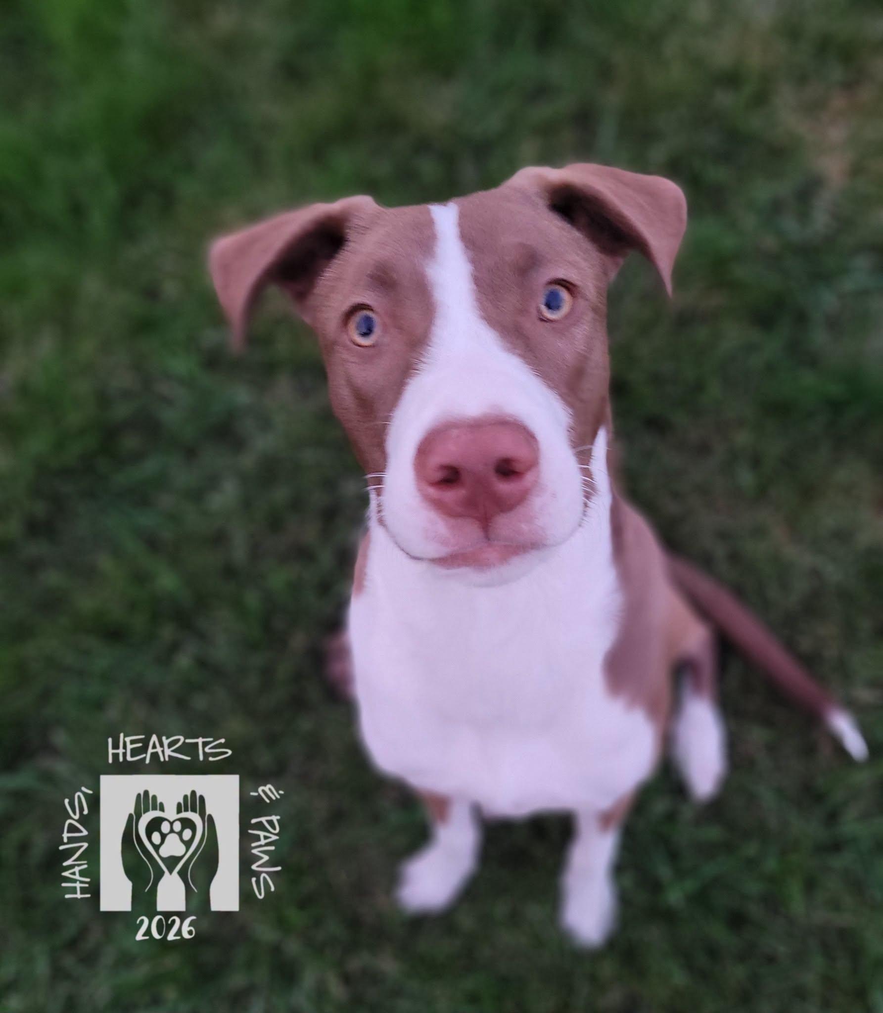 Enlarge Smalls, a Adoptable mixed breed in Omaha, NE image 4/6