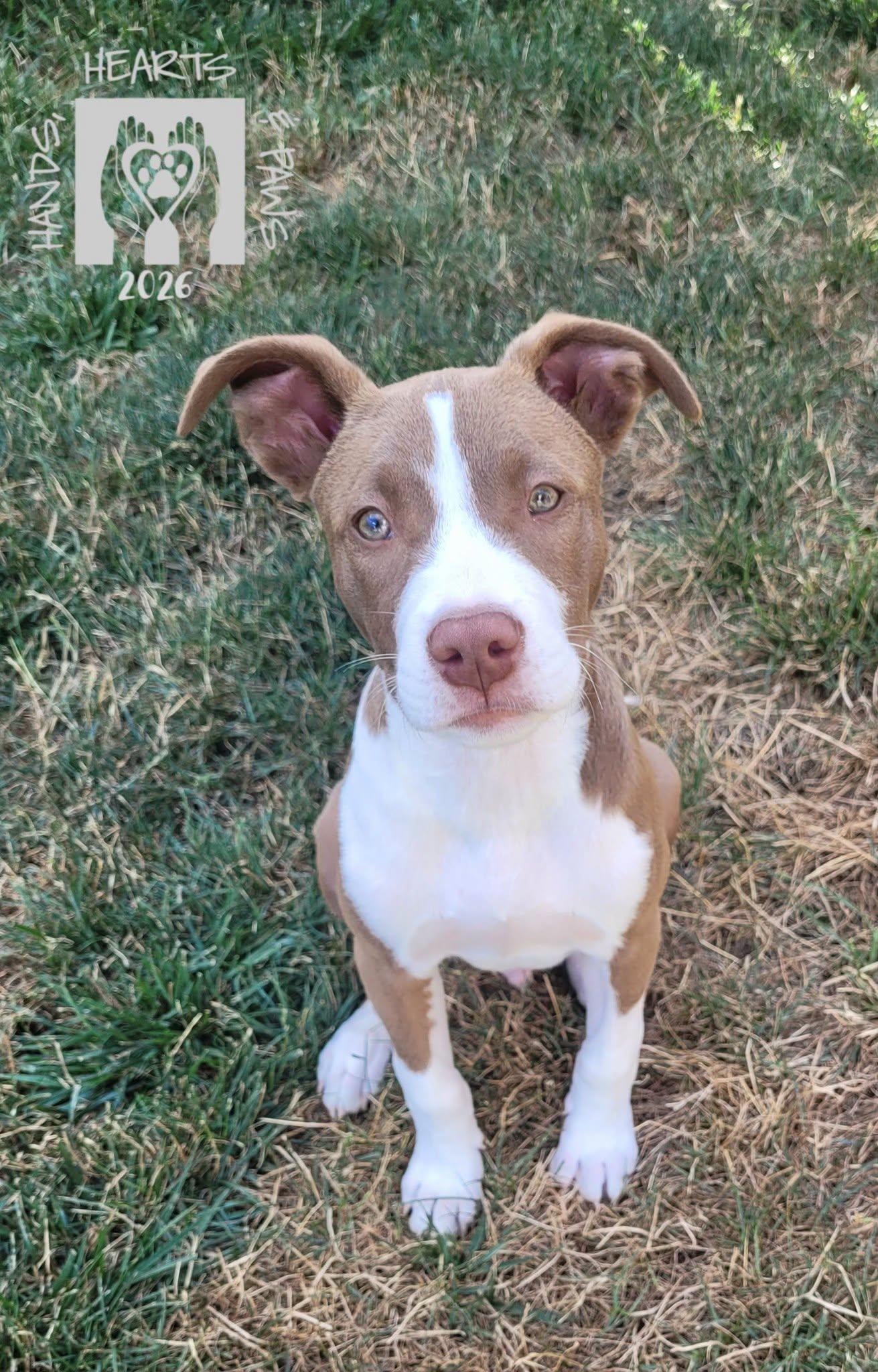 Enlarge Smalls, a ADOPTABLE mixed breed in Omaha, NE image 5/5