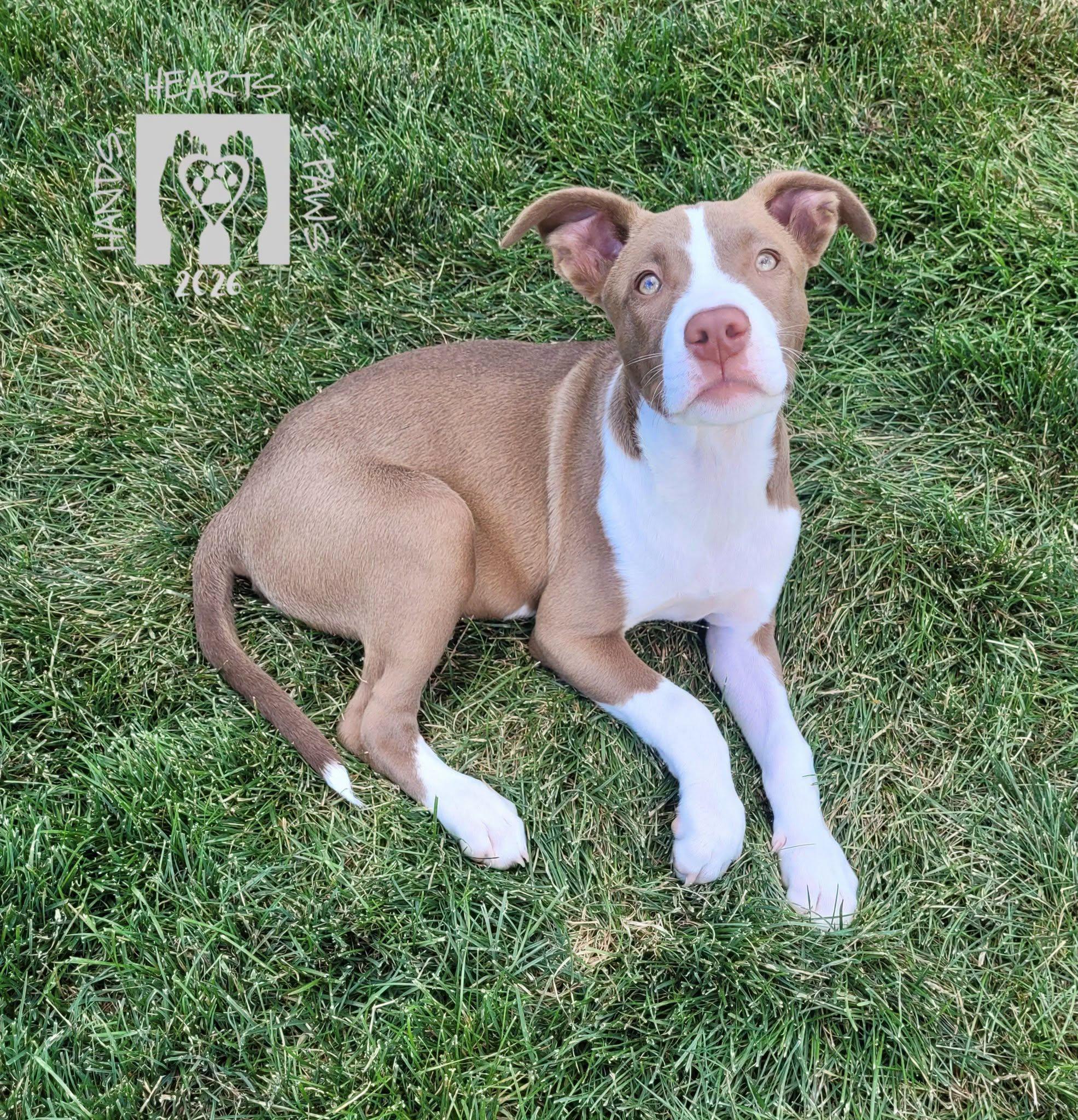 Enlarge Smalls, a ADOPTABLE mixed breed in Omaha, NE image 4/5
