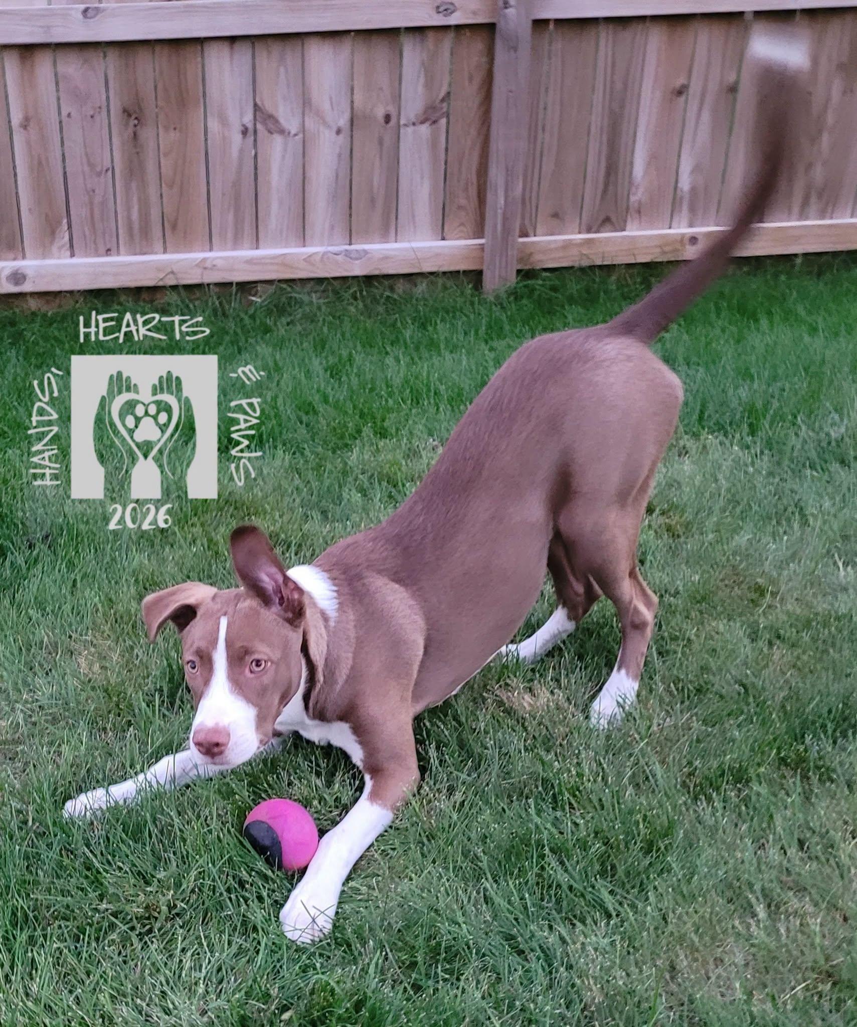 Smalls, Adoptable, Puppy Male American Staffordshire Terrier & Husky.