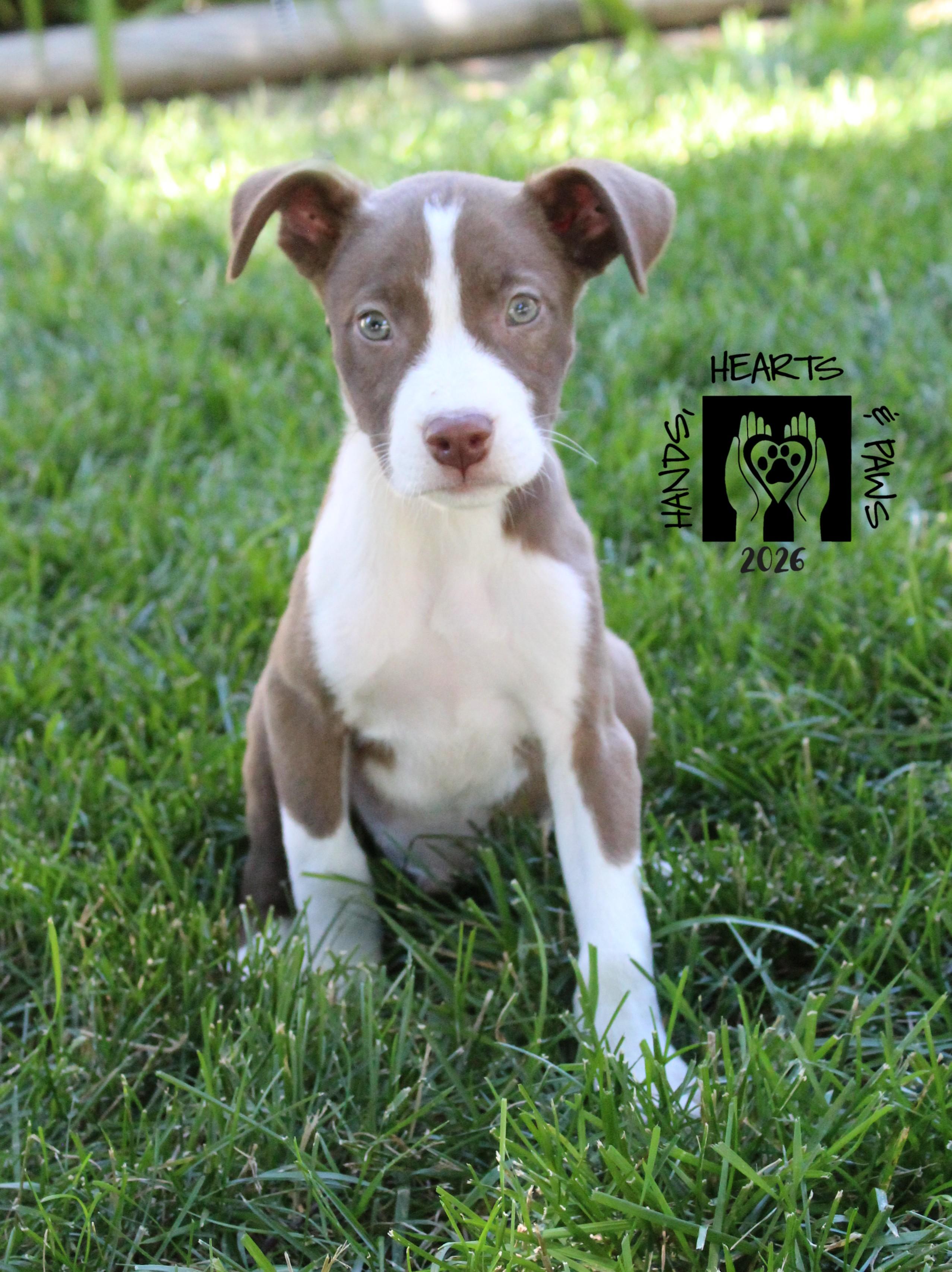 Smalls, ADOPTABLE, Puppy Male Labrador Retriever & Shepherd.