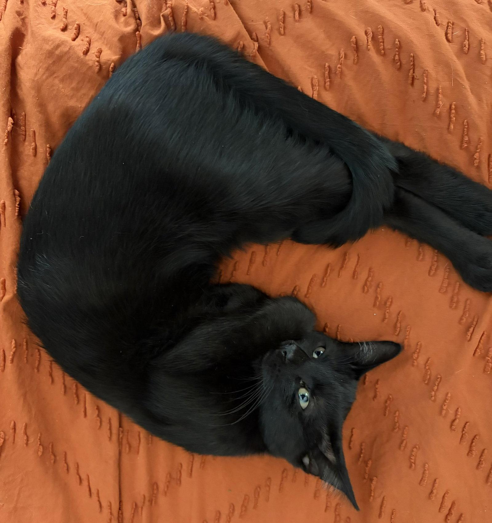 Bear Bear, Adoptable, Kitten Female Domestic Short Hair.