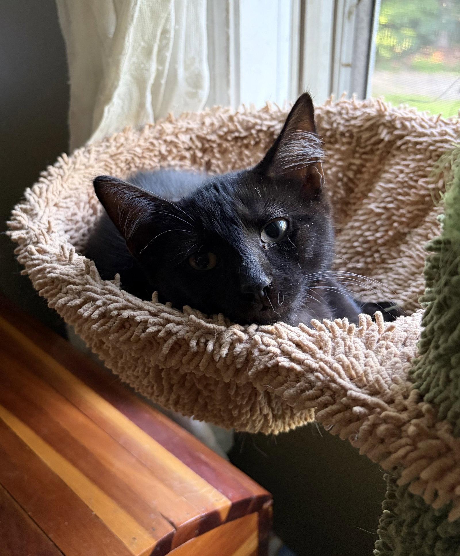 Enlarge Bear Bear, a Adoptable Domestic Short Hair in Naugatuck, CT image 2/2