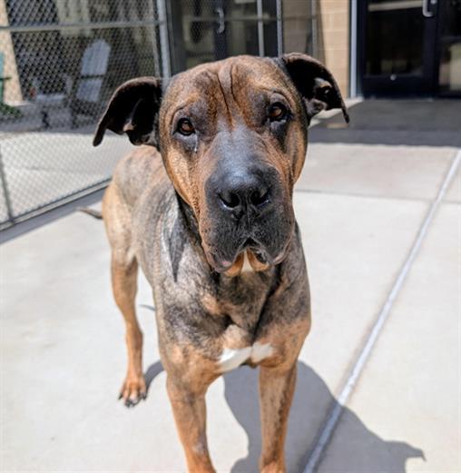 Enlarge GALLAGHER, a Adoptable mixed breed in Denver, CO image 1/1