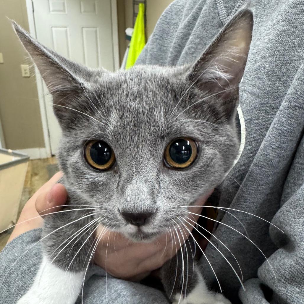 Mike the Brave, Adoptable, Kitten Male Domestic Short Hair.