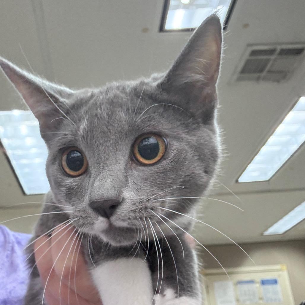 Enlarge Mike the Brave, a Adoptable Domestic Short Hair in Hattiesburg, MS image 2/2