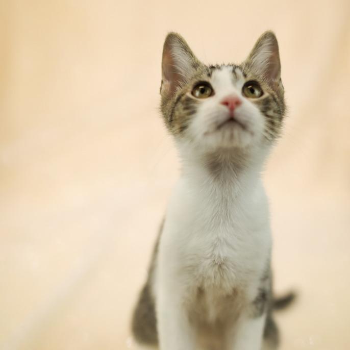 Euro-C, Adoptable, Kitten Male Domestic Short Hair.