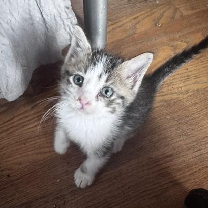 Enlarge Euro-C, a Adoptable Domestic Short Hair in East Saint Louis, IL image 2/6