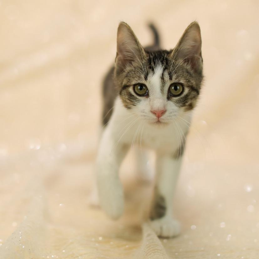 Enlarge Euro-C, a Adoptable Domestic Short Hair in East Saint Louis, IL image 3/6