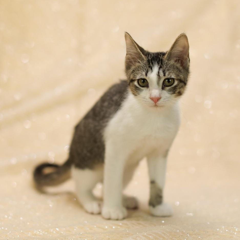Enlarge Euro-C, a Adoptable Domestic Short Hair in East Saint Louis, IL image 4/6