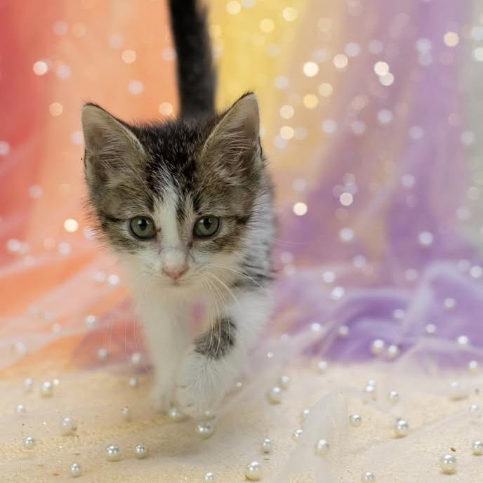 Enlarge Euro-C, a Adoptable Domestic Short Hair in East Saint Louis, IL image 5/6
