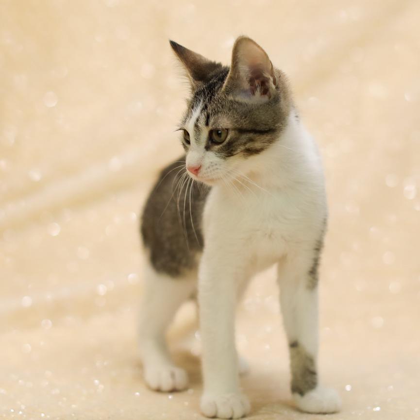 Enlarge Euro-C, a Adoptable Domestic Short Hair in East Saint Louis, IL image 6/6