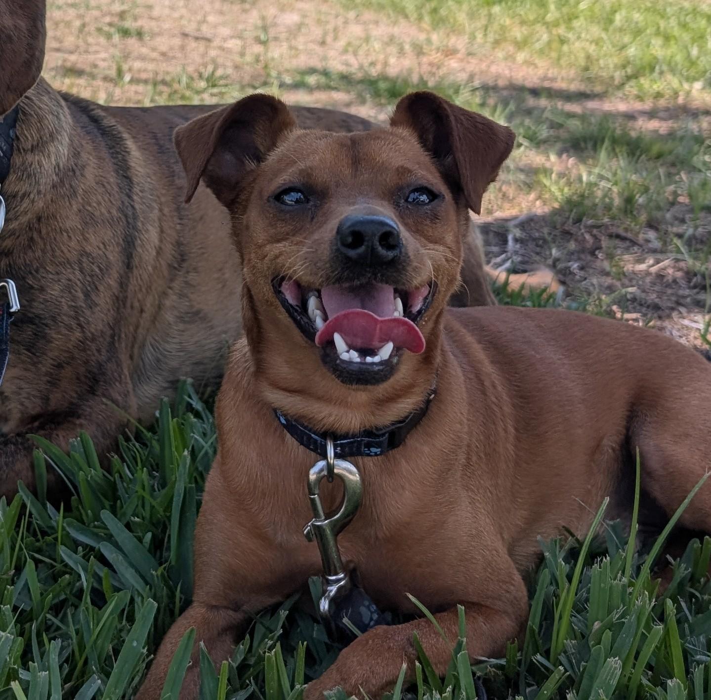 Hugo, a ADOPTABLE Miniature Pinscher in Pinellas Park, FL image 4/4
