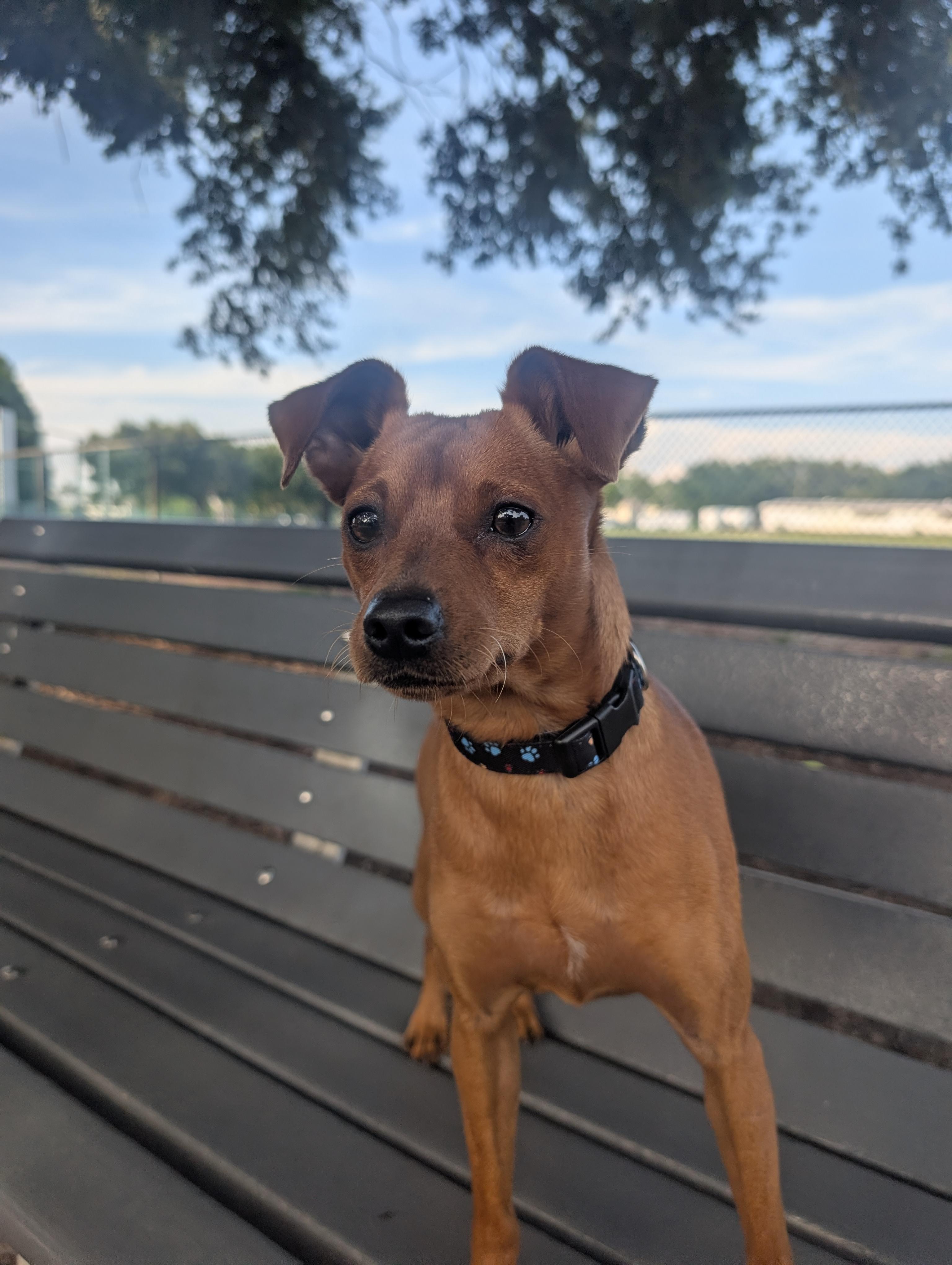 Hugo, a ADOPTABLE Miniature Pinscher in Pinellas Park, FL image 2/4