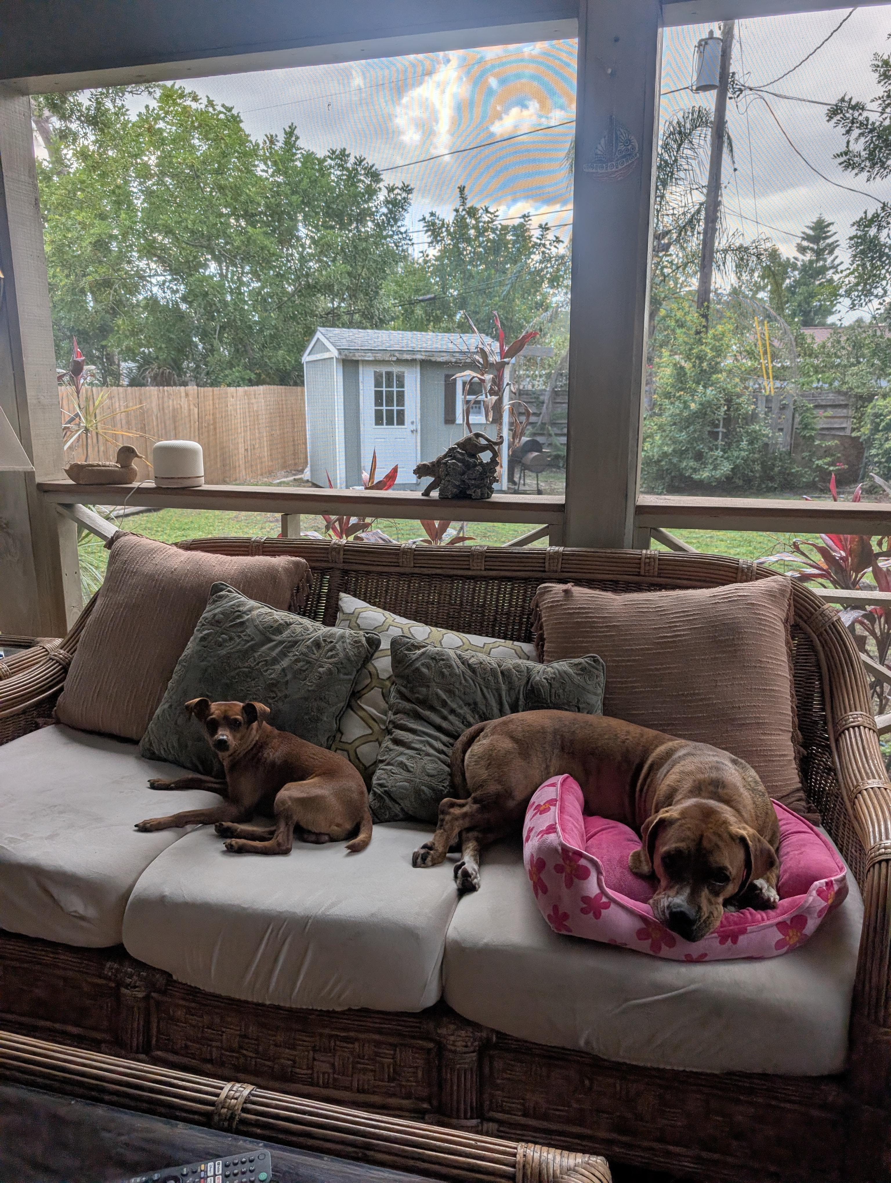 Hugo, a ADOPTABLE Miniature Pinscher in Pinellas Park, FL image 3/4