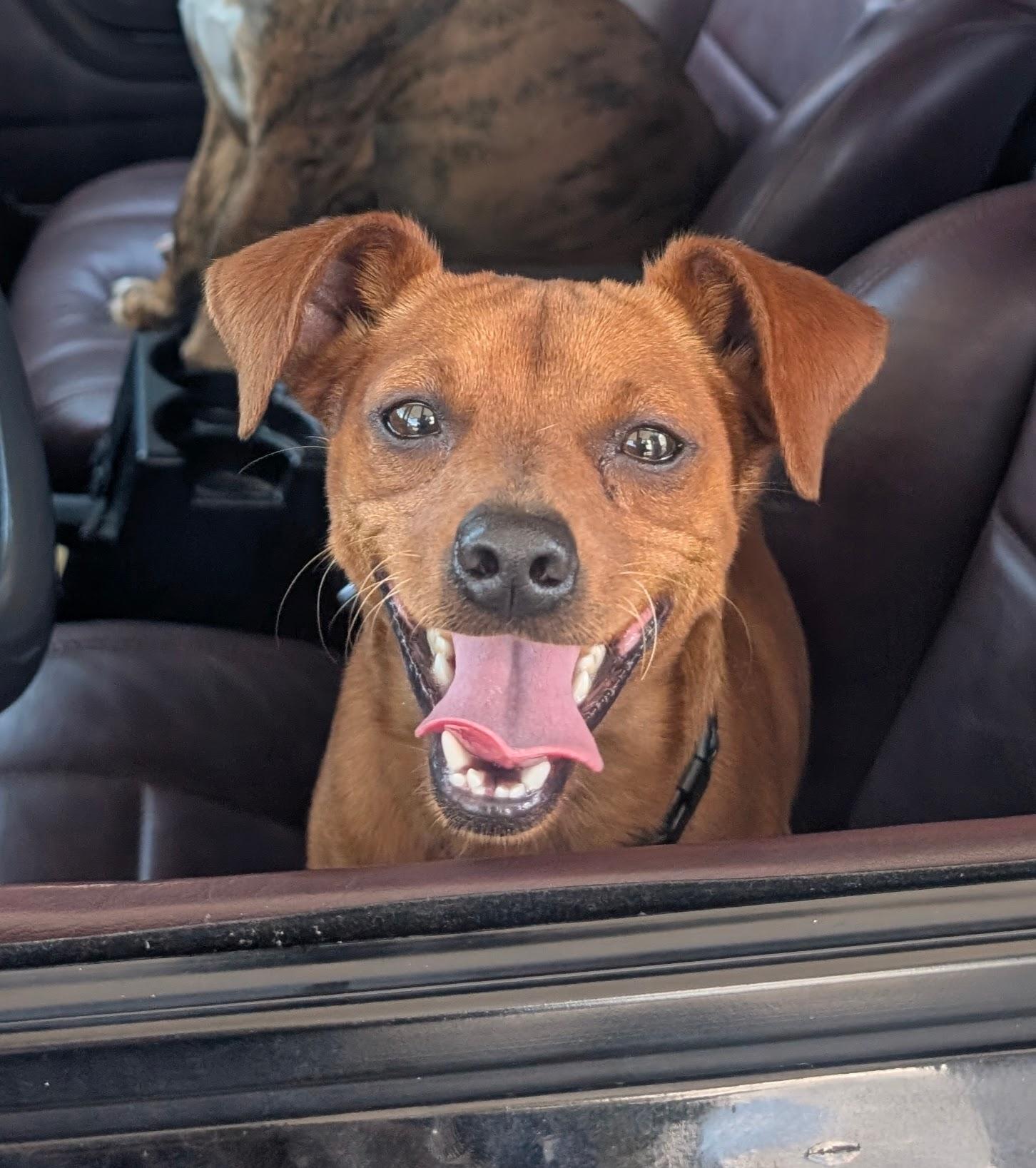 Hugo, a ADOPTABLE Miniature Pinscher in Pinellas Park, FL image 1/4