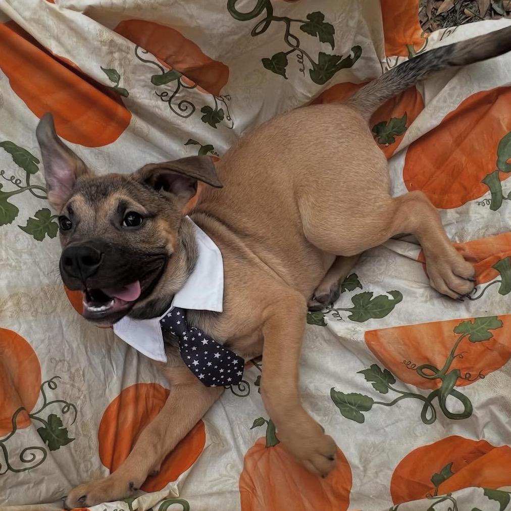 Enlarge Marco, a Adoptable Hound in Parrish, AL image 1/6