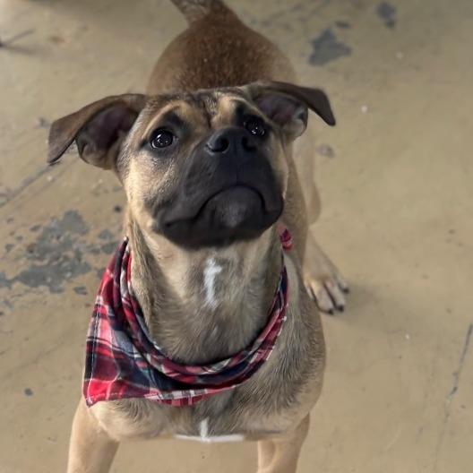 Enlarge Marco, a Adoptable Hound in Parrish, AL image 2/6